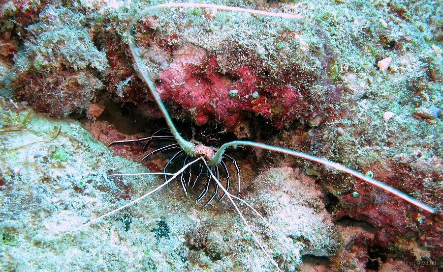 IMG_7608rc_Maldives_Madoogali_Langouste-Panulirus versicolor.jpg